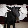 Baby Lamb Saved from Bronx Slaughterhouse
